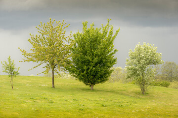 Northamptonshire spring trees with stormy clouds 1300