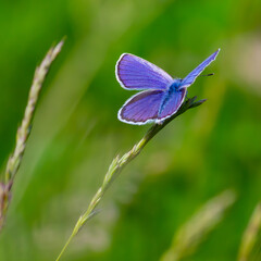 blue butterfly sitting on the green grass in the field. summer sunny day