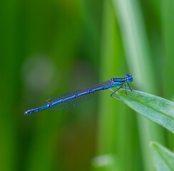 dragonfly on a green leaf in summer near the river