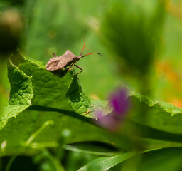 brown beetle on a green leaf in summer
