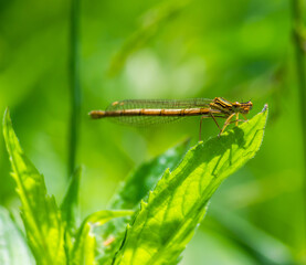 dragonfly on a green leaf in summer near the river