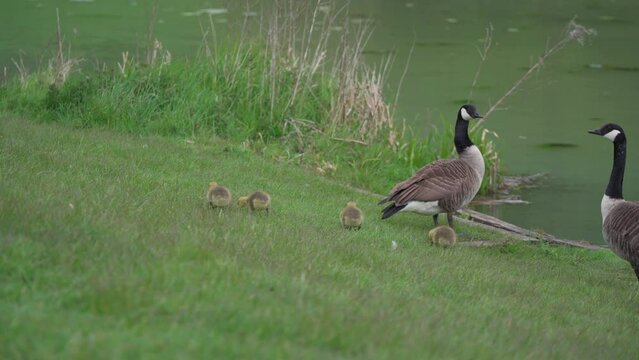 Canada geese with feeding baby goslings