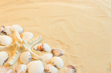 Fototapeta na wymiar starfish and shells on the sand
