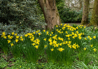 Daffodil Woods 0259