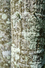 Close-up of lichen covered tree trunks