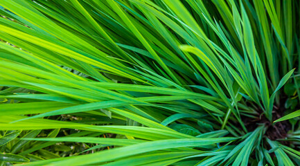 green leaves of plants in the garden. texture