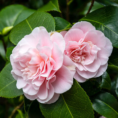 Japanese Camellia flowers 