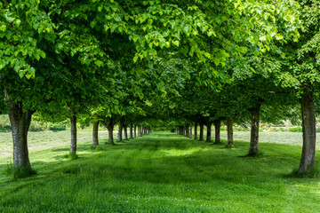 Avenue of spring trees and grass 2738
