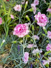 Obraz premium pink roses in garden