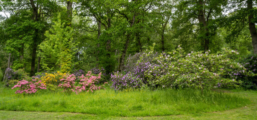 Obraz premium Spring flowers in green woodland 2830