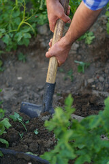 Farmers hands close up digging up potatoes in a garden