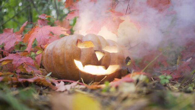 Wonderful glowing Halloween pumpkin with carved spooky face and spreading out white smoke in forest among red autumn leaves 