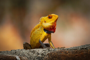 lizard on a tree