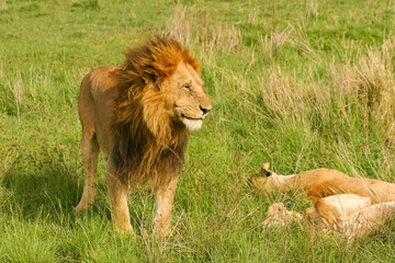 Fototapeta na wymiar Lion en safari big five à Amboseli Kenya