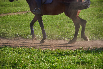 Close-up of the horse's hooves and legs in the arena .