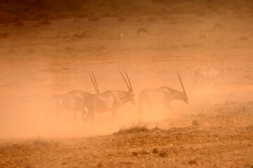 Oryx Beisa Antilope Samburu Afrique Kenya
