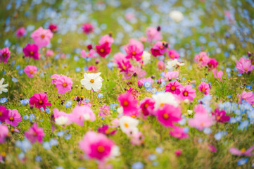 コスモスとネモフィラ