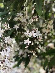 Naklejka premium Clerodendrum wallichii (Wallich's glorybower)