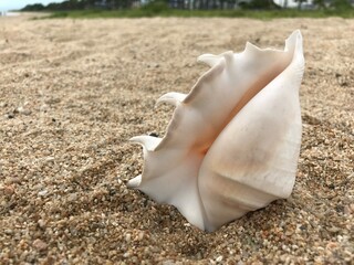 浜辺の貝殻