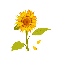 One vector yellow-orange sunflower with green leaves. Cartoon-style illustration, isolated on a white background
