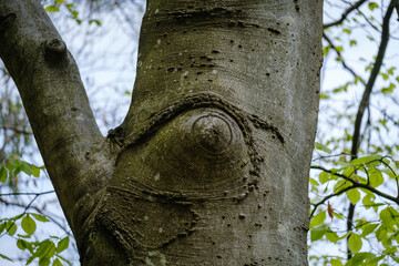 Obraz premium Beech tree in the forest with eye on its trunk