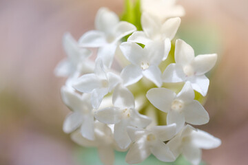 Daphne blagayana protected flower in Slovenia