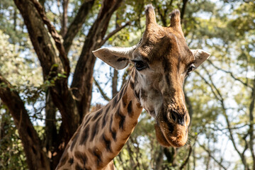 giraffe close-up on a green background 
