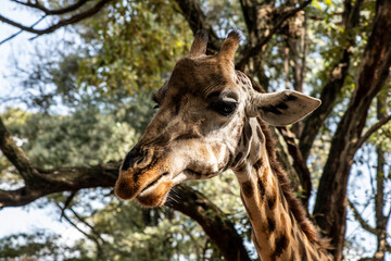 giraffe close-up on a green background 