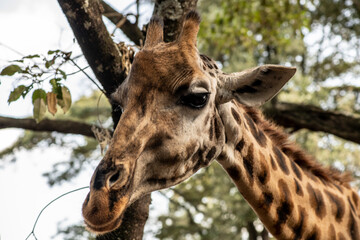 giraffe close-up on a green background 