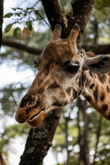 giraffe close-up on a green background 