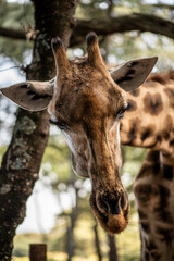 giraffe close-up on a green background 
