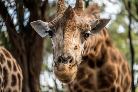 giraffe close-up on a green background 