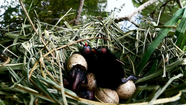 Poussins de poule-d'eau.