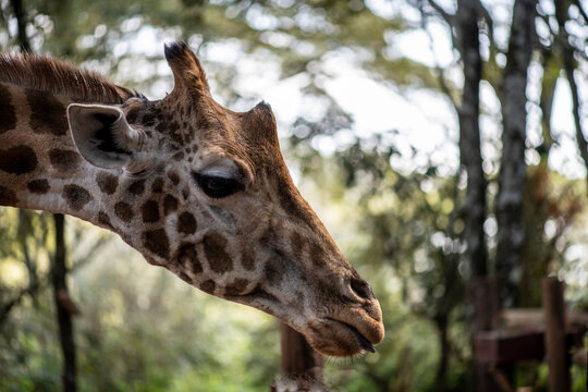 giraffe close-up on a green background 