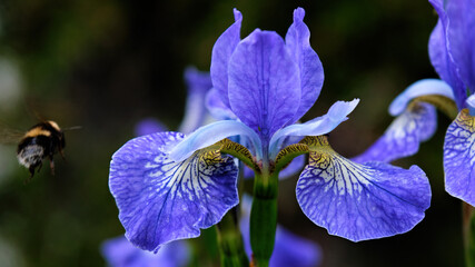 Iris with a bumble bee approaching