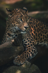 Obraz na płótnie Canvas close up of leopard