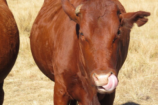 Closeup photograph of a shiny brown cow with its tongue out touching the nose