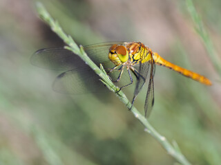 Yellow Dragonfly in their natural environment.