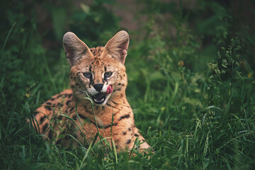 serval in grass