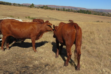 cows in the field