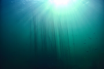 lake background water underwater abstract / fresh water diving background nature underwater...