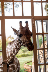 giraffes near people's dwellings look into the windows