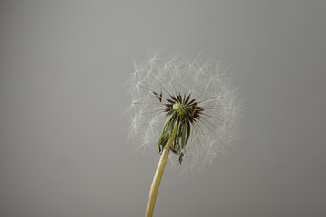 Beautiful fluffy dandelion flower on grey background