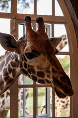 giraffes near people's dwellings look into the windows