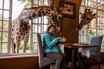 giraffes from the forest came to the people for breakfast © константин константи