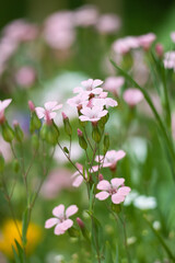 Fátyolvirág or gypsophyilia