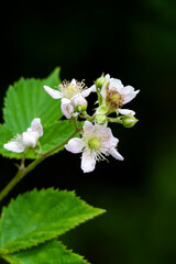 Gooseberry flowers with black background