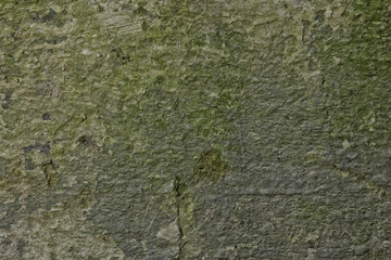 mold fungus plaster, old wall, dirty mold infection