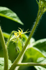 Tomato flower in permaculture garden