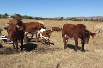 cows and calves in a field. Winter's brown grass field landscape view